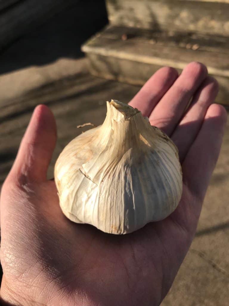 Garlic