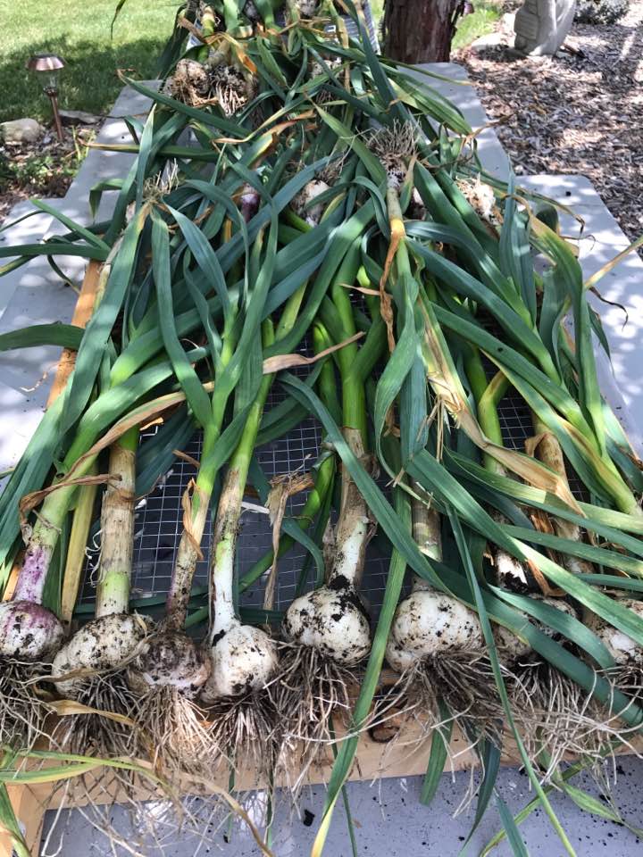 Garlic curing