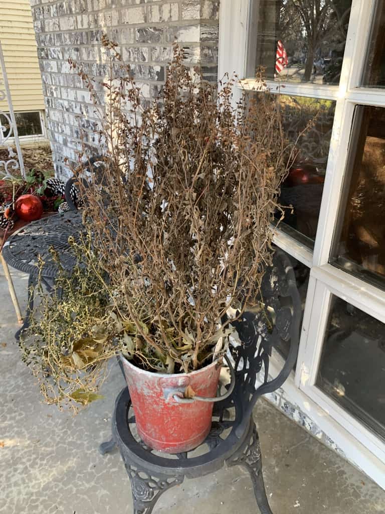 Dead foliage in pot in fall