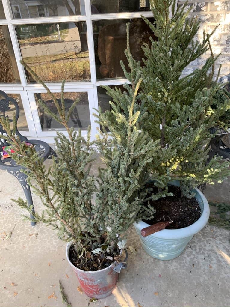 evergreens in pot