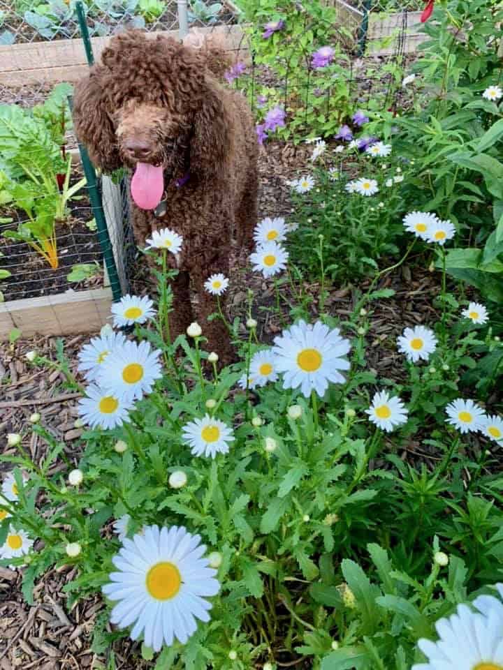 Standard poodle puppy in garden