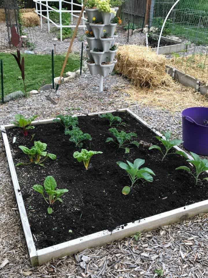 Vegetables in a garden