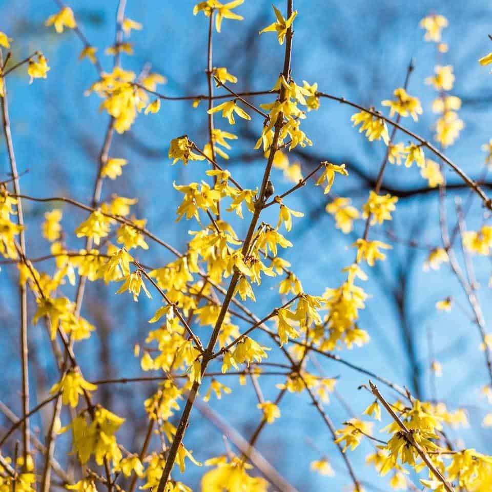 Forsythia in bloom