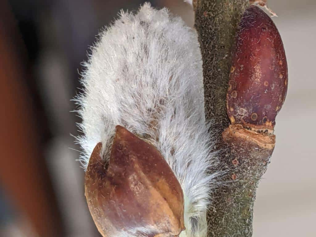 pussy willow bud and flower