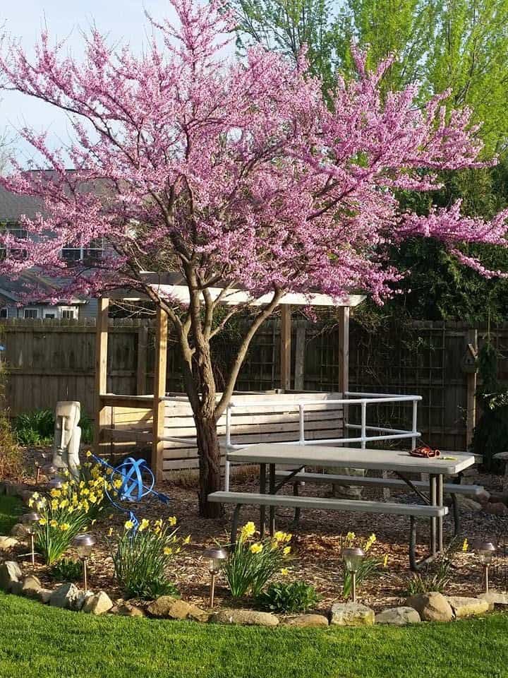 Red bud tree, garden, daffoils