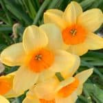 Daffodils