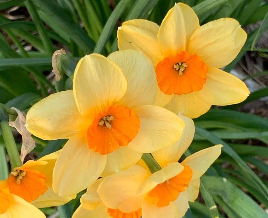 Daffodils