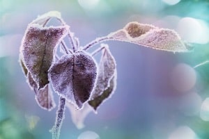 frosted leaves