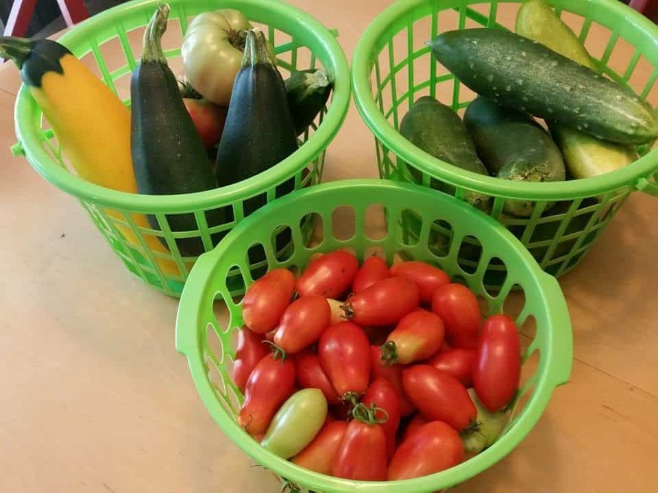 Summer squash, cucumbers and tomato harvest