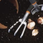 Garden tools and bulbs
