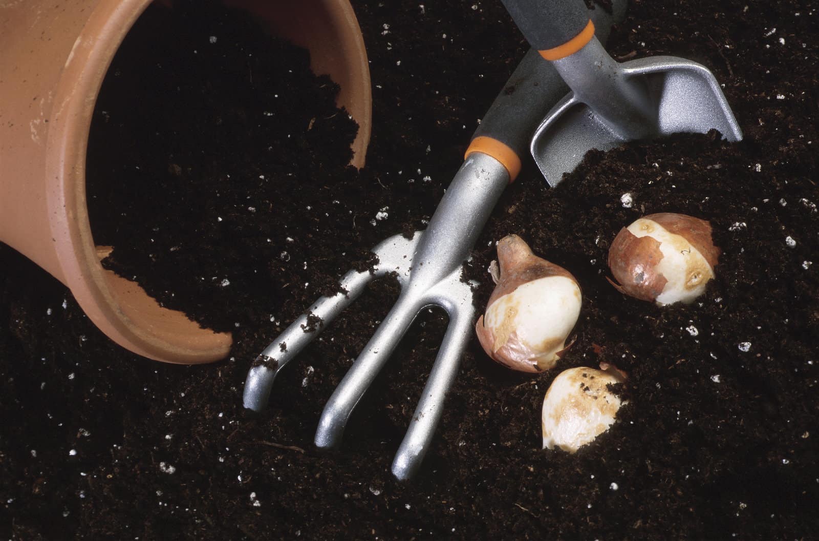Garden tools and bulbs