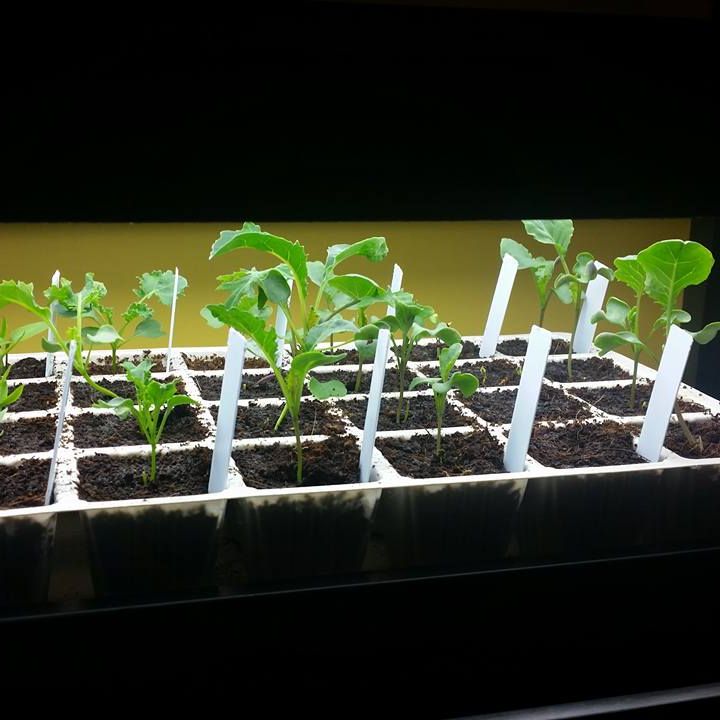 Seedlings