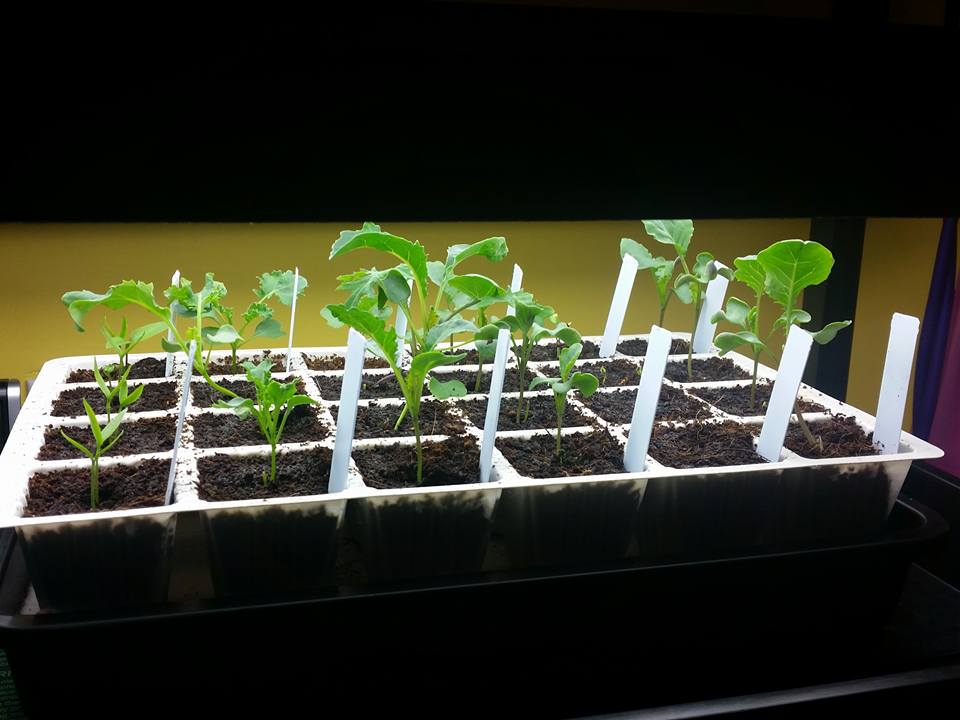 Seedlings