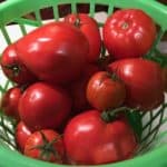 basket of tomatoes