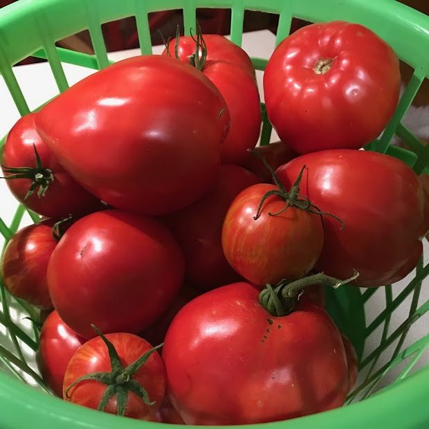 basket of tomatoes