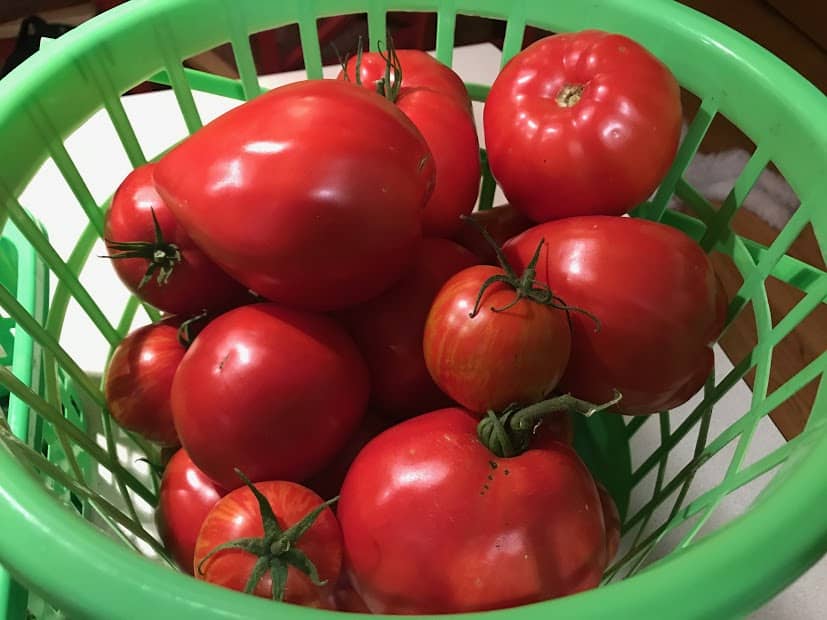 basket of tomatoes