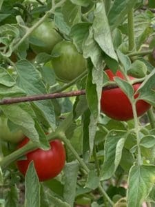 tomato plant