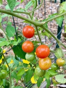 cherry tomatoes