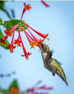 Hummingbird feeding at honeysuckle