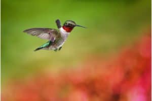 Ruby throated hummingbird