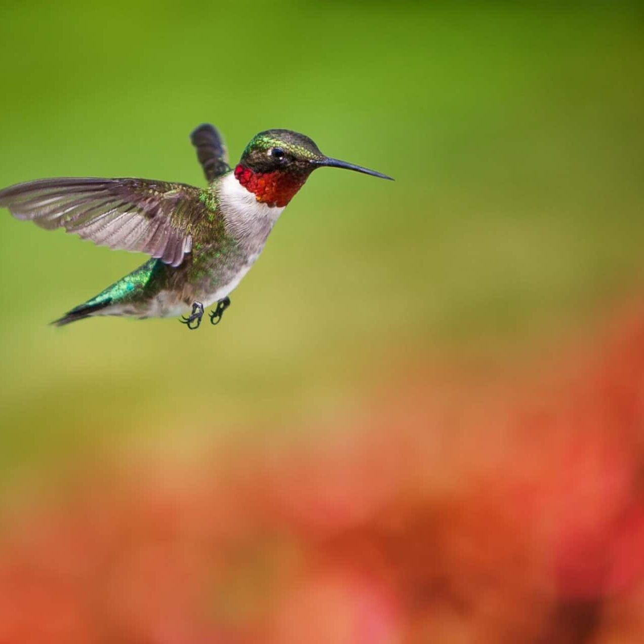 Ruby throated hummingbird