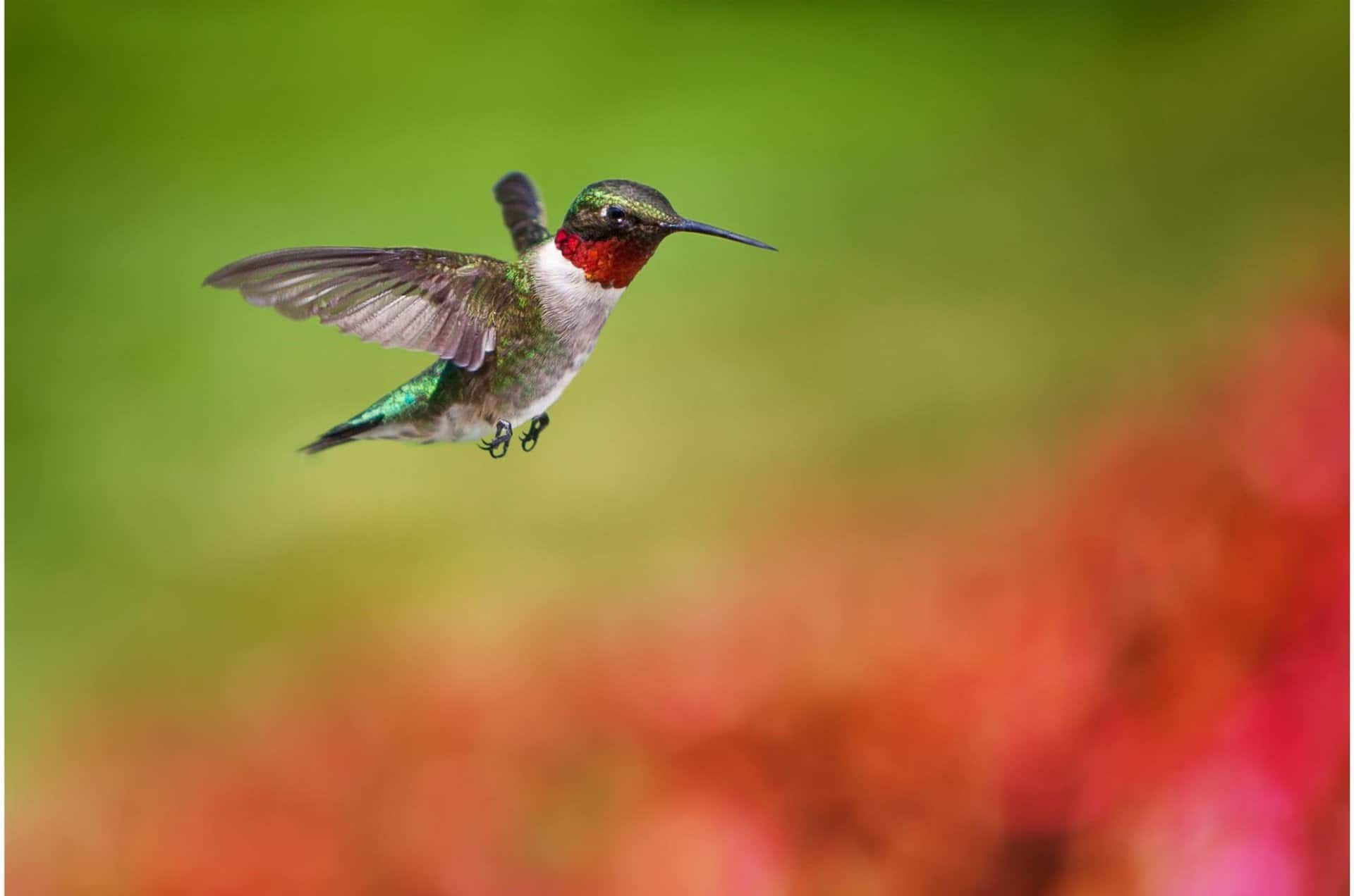 Ruby throated hummingbird