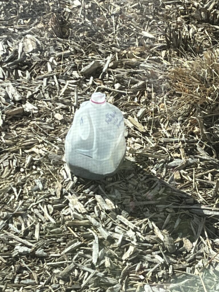 milk jug in garden