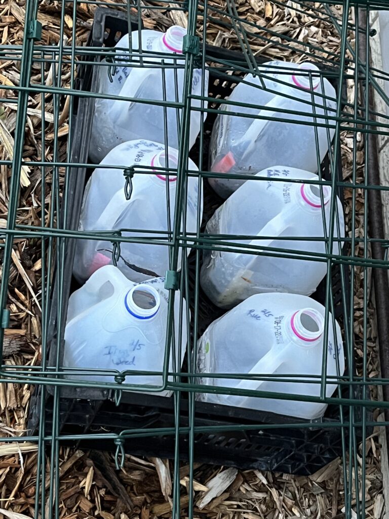 milk jugs in garden