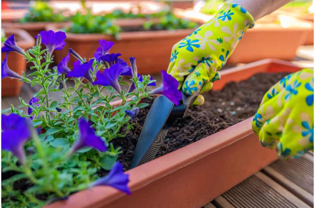 flower gardening