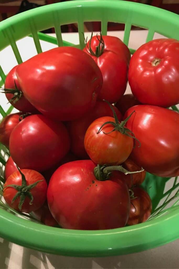 tomatoes