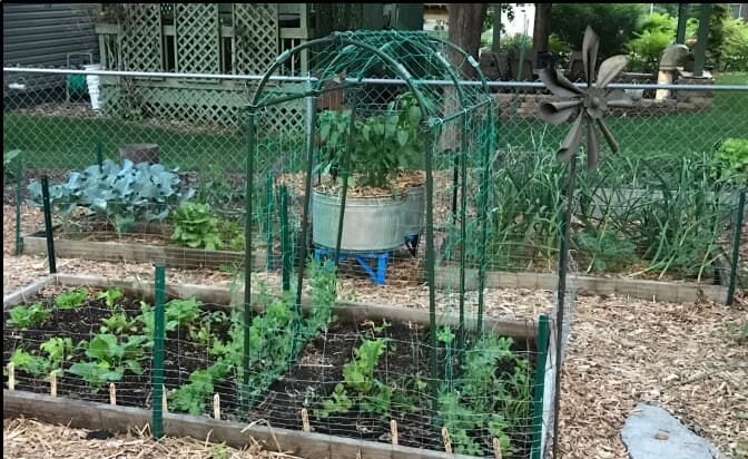 vegetable garden