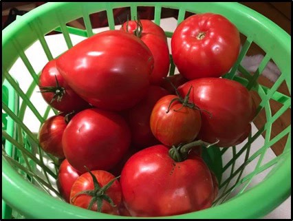 Basket of tomatoes