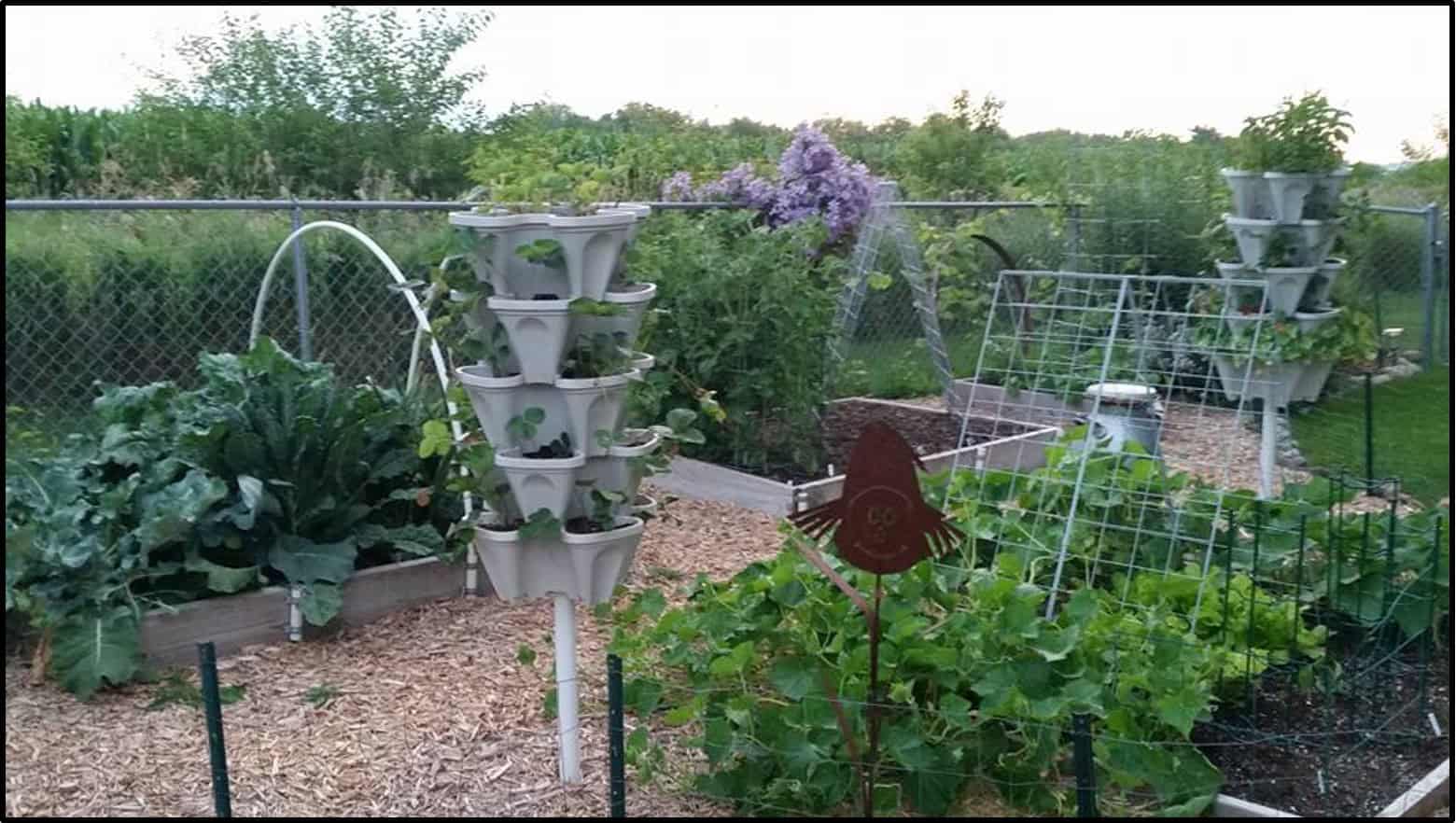 vegetable garden