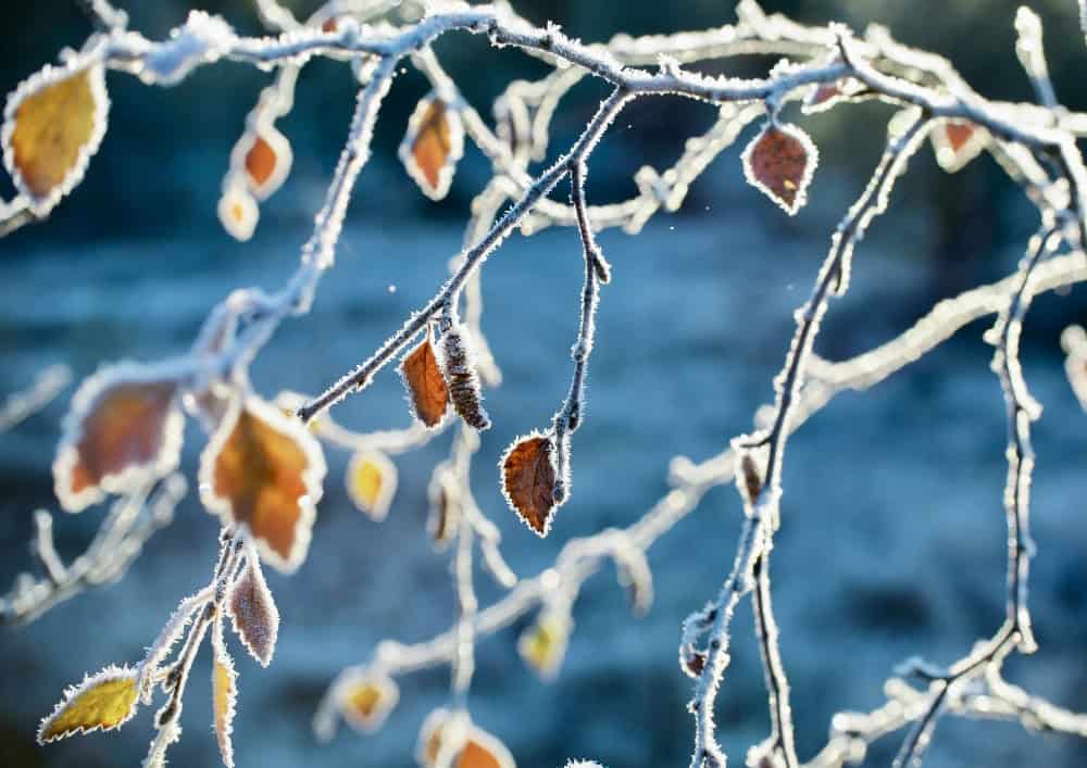 Frosty leaves