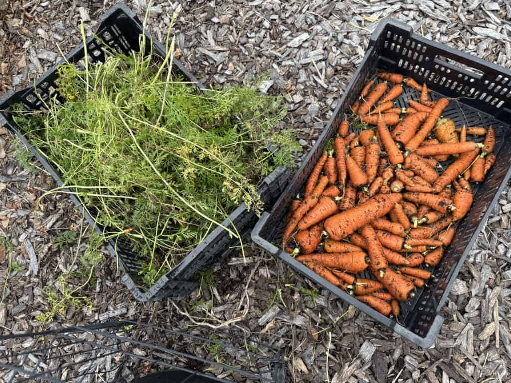 carrots